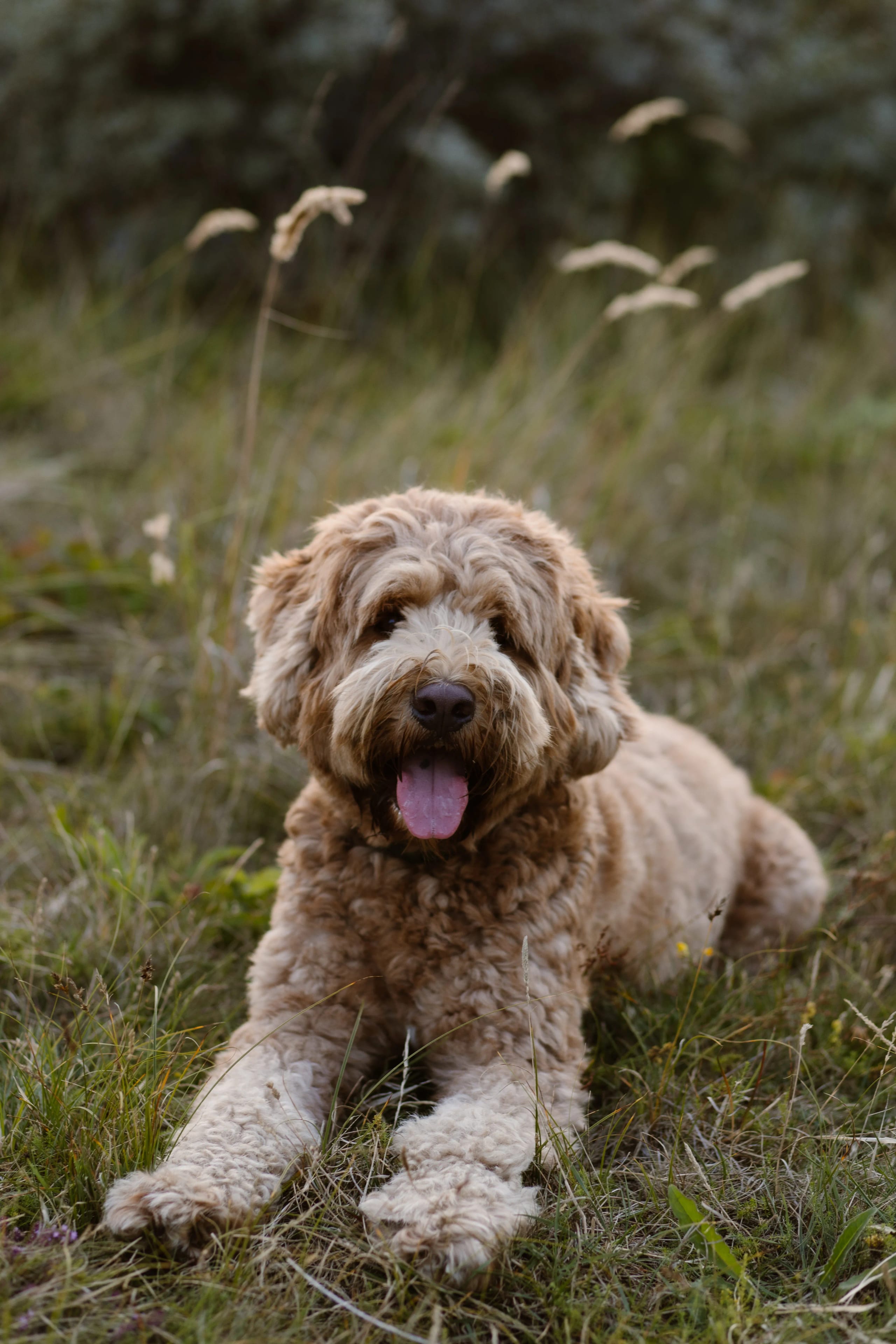 Een speelse, dikke hond met een krullende, goudbruine vacht ligt ontspannen in het gras, met zijn tong uitgestoken en omgeving van hoge, groene grassprieten en een zachte achtergrond.